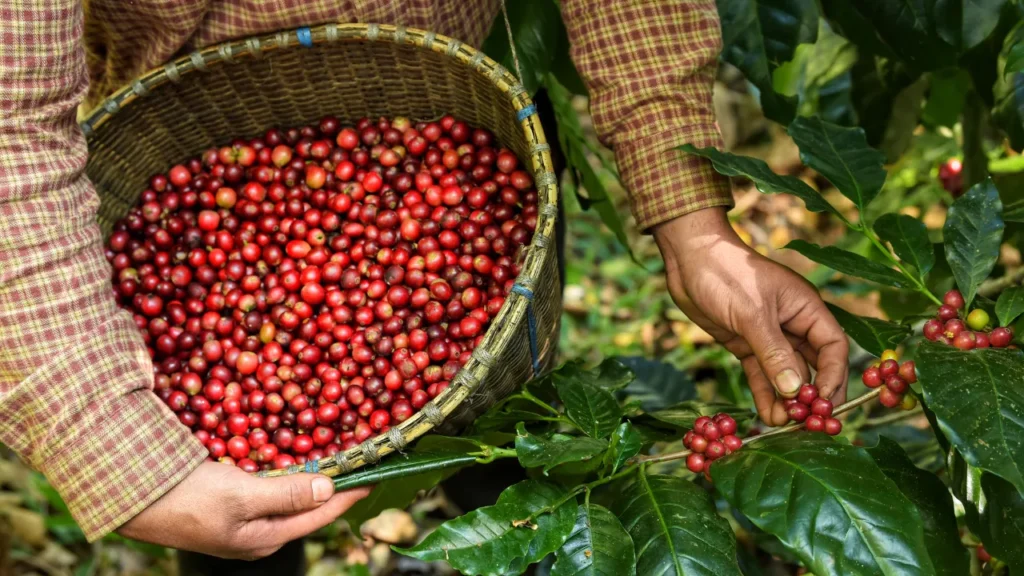 A história do café no Brasil A história do café no Brasil