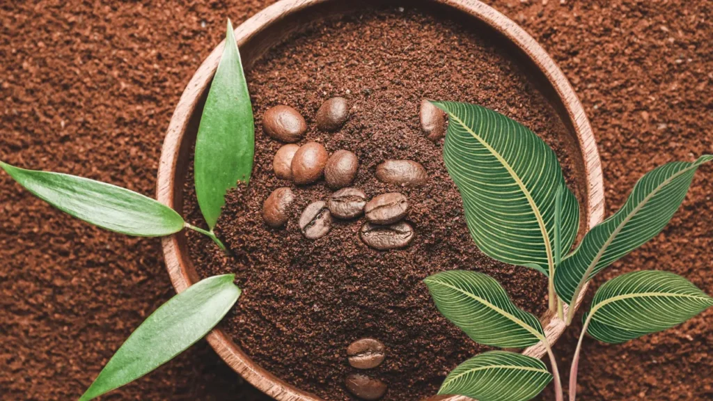 7 benefícios do pó de café para as plantas Olha só o que o pó de café pode fazer pelas suas plantas!